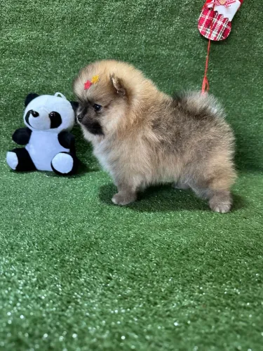 Lulu da pomerania - Spitz alemão anão filhotes
