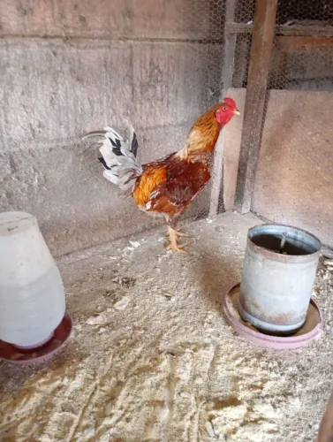Vendo Um Galo