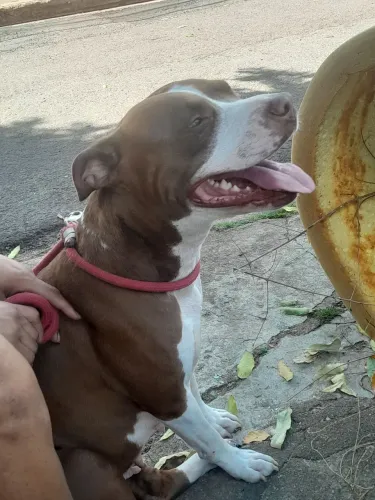 Filhotes de pitbul de raça olhos meio azul meio verde 400 reais 