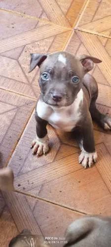 Vendo Filhote de pitbull