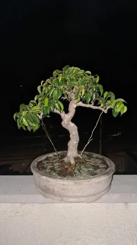 bonsai
