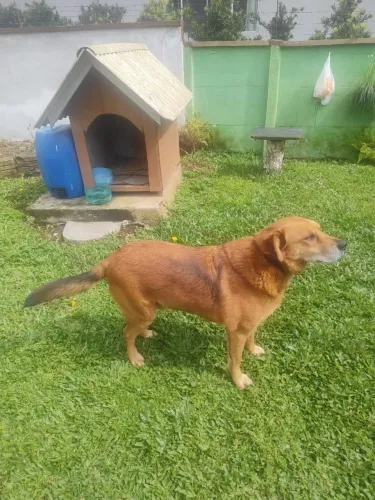 Doação de cachorro médio/ grande 