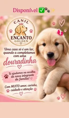 Filhote de Golden Retriever