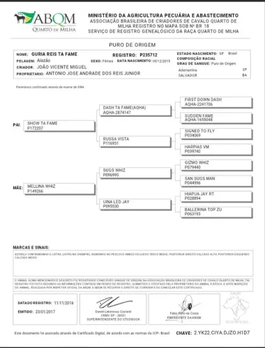 Égua quarto de milha pura com Documento-oportunidade