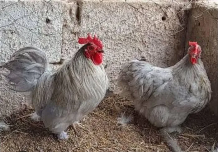 galinha diversas raça