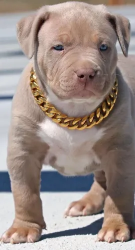 Americam bully fofos parcelo até 18x - pedigree