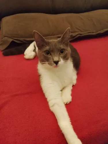 Gata dócil para adoção 