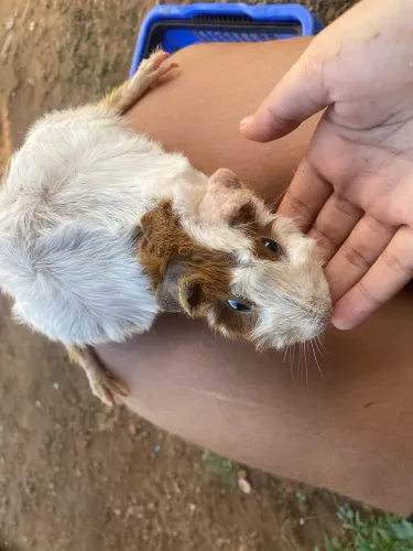 Porquinhos da índia