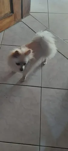 Cachorro