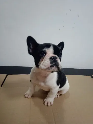 Bulldog francês pied 