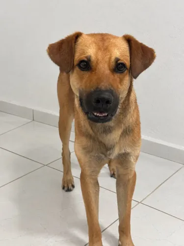 Cachorro filhote 