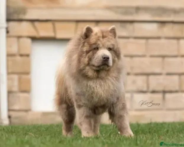 Procuro namorado pra minha Chow Chow 