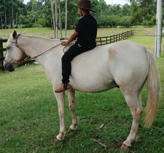 Baio melado castrado de 8 anos ,manso e ótima montaria