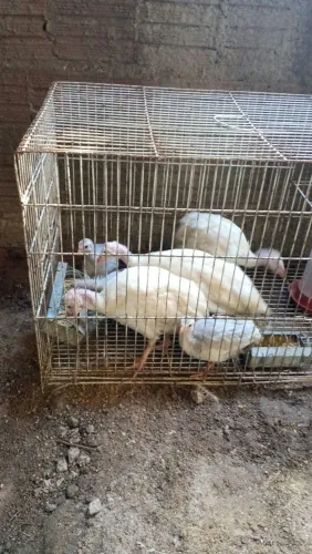 Frango de capote