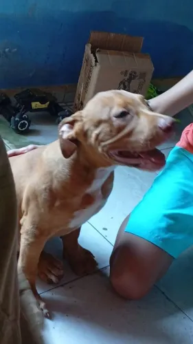 Pitmonster pedigree