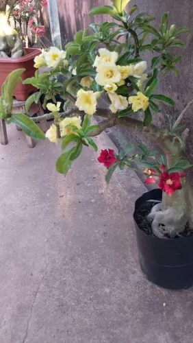Rosa do deserto