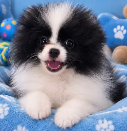 LINDO MACHINHO SPITZ ALEMÃO ANÃO