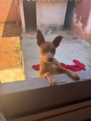 Doação de cachorro