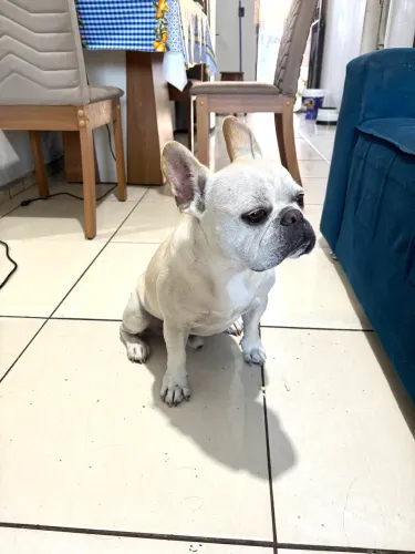 Bulldog francês 