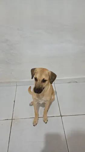 cachorro para adoção