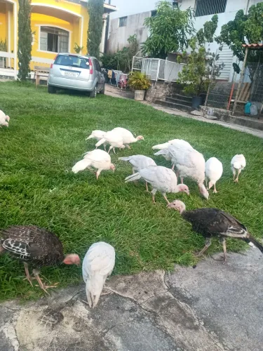 Vendo filhotes de perú albinos 