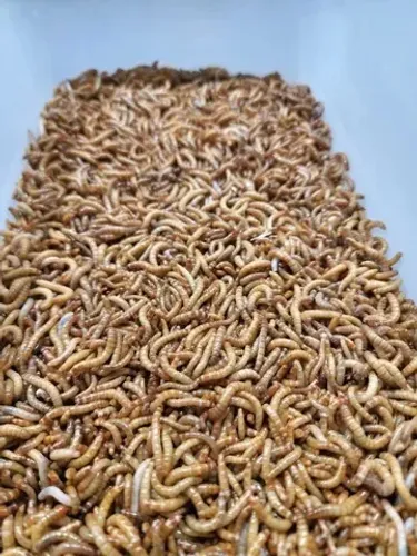 Larvas de Tenébrio