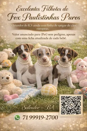 Filhotinhos de Fox Paulistinha para venda 