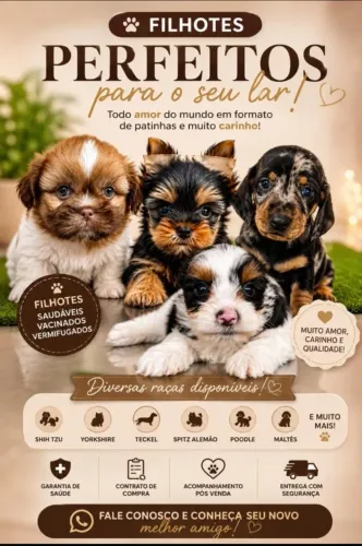 Entrega Grátis - Filhotes de Shihtzu a Pronta entrega