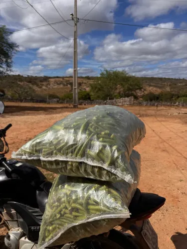 Quiabo direto da roça 