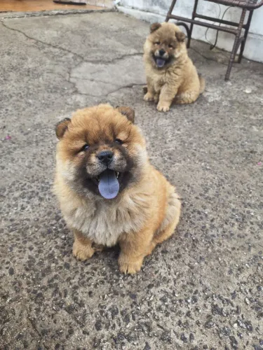Lindos Chow chow