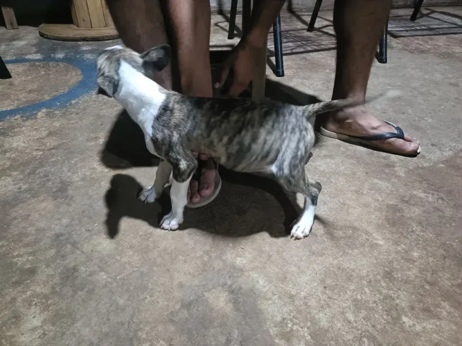 Bullterrie femea
