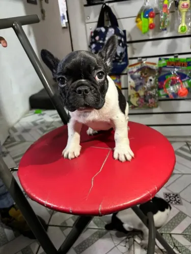  buldogue frances macho 