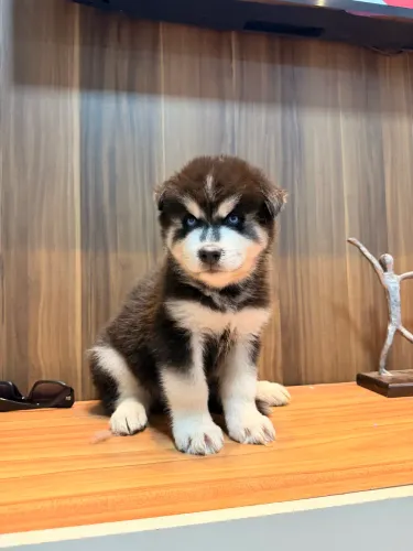 Husky siberiano