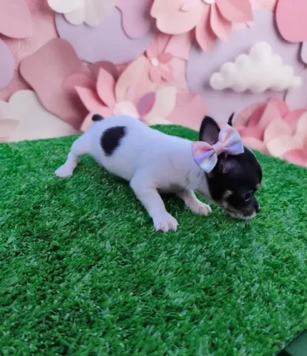 Pinscher Fêmea Charmosa