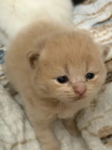 Vendo Filhote de gato persa