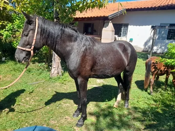 Potro 1/2 sangue quarto de Milha