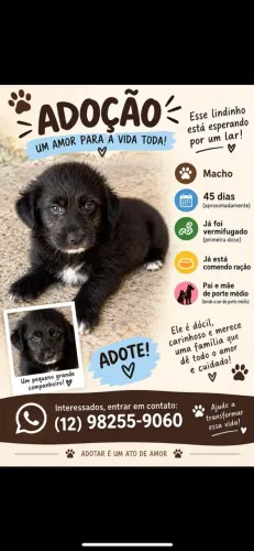 Doação de filhote machinho