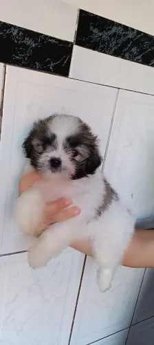 Filhote de Shih tzu
