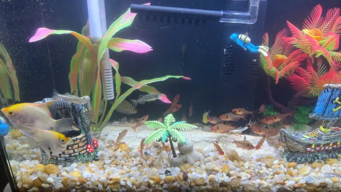 Aquário 50 litros completo com todos os acessórios