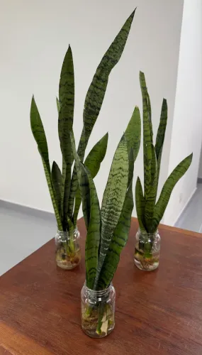 PLANTAS FÁCEIS DE CUIDAR