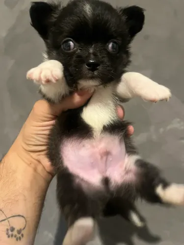 Chihuahua pelo longo