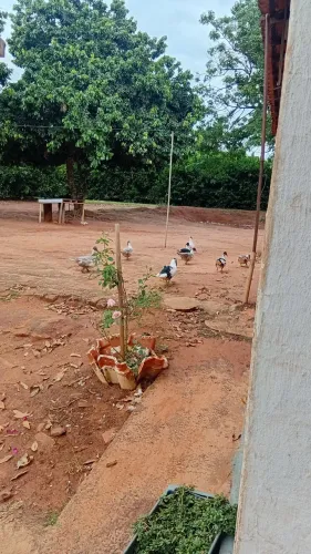 Patos