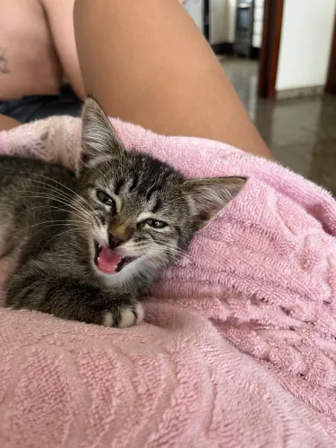 Gata filhote para adoção 