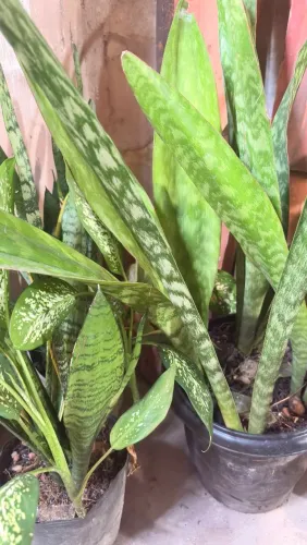 Plantas espada de são Jorge