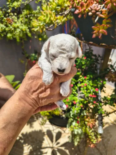 Poodle machos e fêmea