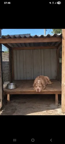dog doação 