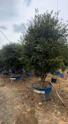 Jabuticabeira