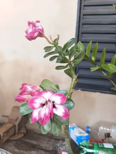Rosa do deserto matizada