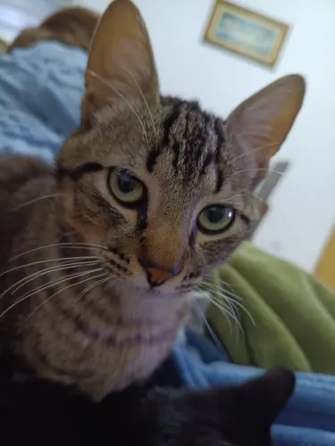 Gato macho