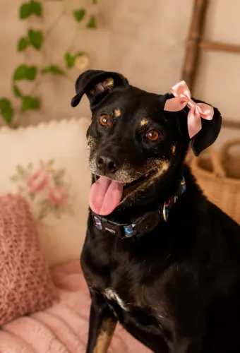Zoe para Adoção